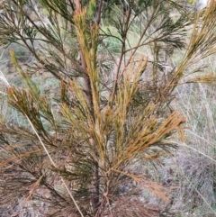 Exocarpos cupressiformis at Jerrabomberra, NSW - 21 Aug 2021