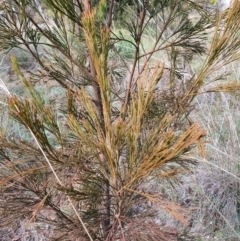 Exocarpos cupressiformis at Jerrabomberra, NSW - 21 Aug 2021 11:32 AM