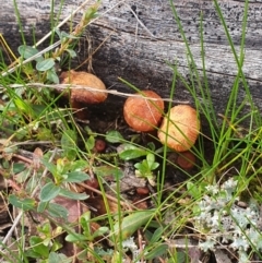 Unverified Fungus at Queanbeyan West, NSW - 19 Aug 2021 by Speedsta