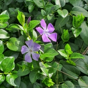 Vinca major at Queanbeyan West, NSW - 19 Aug 2021