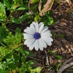 Dimorphotheca ecklonis (South African Daisy) at Queanbeyan West, NSW - 19 Aug 2021 by Speedsta