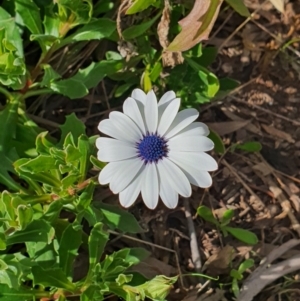 Dimorphotheca ecklonis at Queanbeyan West, NSW - 19 Aug 2021 02:04 PM