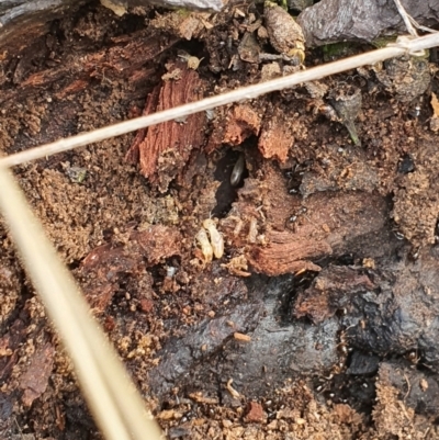 Termitoidae (informal group) (Unidentified termite) at Jerrabomberra, NSW - 19 Aug 2021 by Speedsta