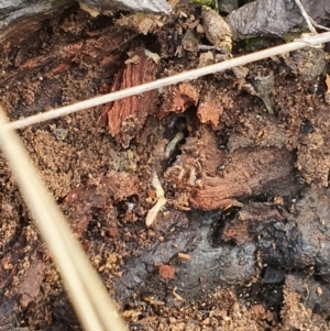 Termitoidae (informal group) at Jerrabomberra, NSW - 19 Aug 2021 02:23 PM