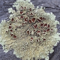 Flavoparmelia sp. (Flavoparmelia Lichen) at Jerrabomberra, NSW - 19 Aug 2021 by Speedsta