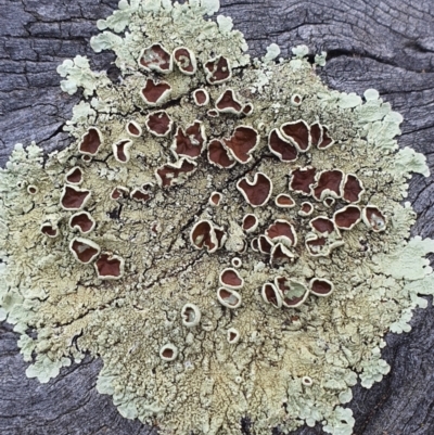 Flavoparmelia sp. (Flavoparmelia Lichen) at Jerrabomberra, NSW - 19 Aug 2021 by Speedsta