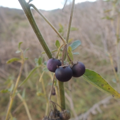 Solanum nigrum (Black Nightshade) at Tennent, ACT - 7 Jul 2021 by michaelb
