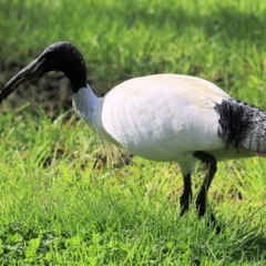 Threskiornis molucca (Australian White Ibis) at Wodonga, VIC - 21 Aug 2021 by Kyliegw