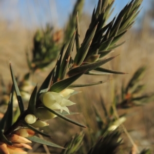 Melichrus urceolatus at Calwell, ACT - 10 Aug 2021