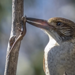 Morethia boulengeri at Downer, ACT - 20 Aug 2021