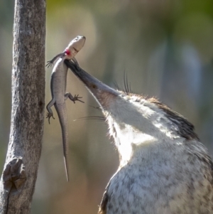 Morethia boulengeri at Downer, ACT - 20 Aug 2021