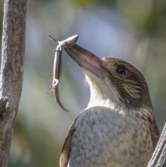 Morethia boulengeri at Downer, ACT - 20 Aug 2021