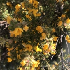Pultenaea sp. (A Bush Pea) at Evans Head, NSW - 22 Aug 2021 by AliClaw