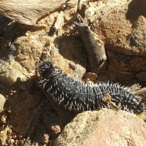 Perga sp. (genus) at Acton, ACT - 22 Aug 2021