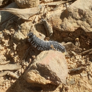 Perga sp. (genus) at Acton, ACT - 22 Aug 2021