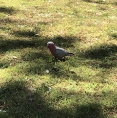 Eolophus roseicapilla (Galah) at Evans Head, NSW - 22 Aug 2021 by AliClaw