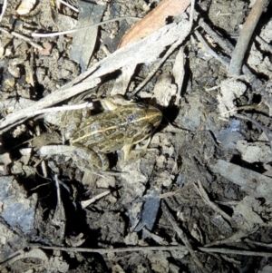 Limnodynastes tasmaniensis at Bruce, ACT - 22 Oct 2019