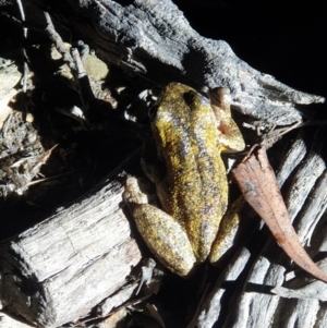 Litoria peronii at Bruce, ACT - 22 Oct 2019