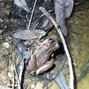 Litoria peronii at Bruce, ACT - 22 Oct 2019 09:18 PM