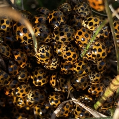 Harmonia conformis (Common Spotted Ladybird) at Wandiyali-Environa Conservation Area - 21 Aug 2021 by Wandiyali