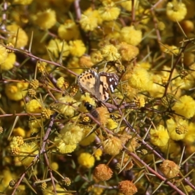 Vanessa kershawi (Australian Painted Lady) at Castle Creek, VIC - 22 Aug 2021 by Kyliegw