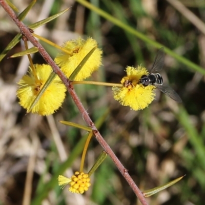 Syrphini sp. (tribe) (Unidentified syrphine hover fly) at Castle Creek, VIC - 22 Aug 2021 by KylieWaldon