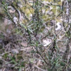 Xerochrysum viscosum (Sticky Everlasting) at Table Top, NSW - 22 Aug 2021 by Darcy