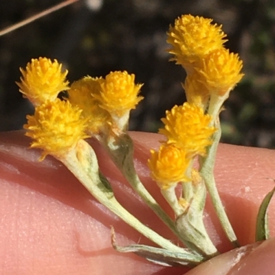 Chrysocephalum apiculatum (Common Everlasting) at Acton, ACT - 15 Aug 2021 by Ned_Johnston