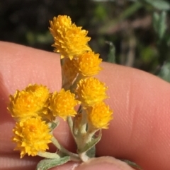 Chrysocephalum apiculatum at Acton, ACT - 15 Aug 2021