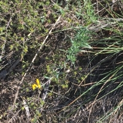 Chrysocephalum apiculatum at Acton, ACT - 15 Aug 2021