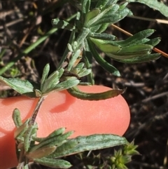 Chrysocephalum apiculatum at Acton, ACT - 15 Aug 2021