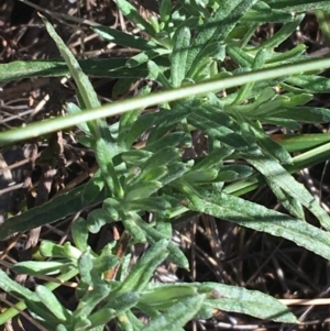 Chrysocephalum apiculatum at Acton, ACT - 15 Aug 2021