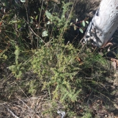 Grevillea alpina (Mountain Grevillea / Cat's Claws Grevillea) at Acton, ACT - 15 Aug 2021 by NedJohnston