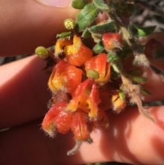 Grevillea alpina at Acton, ACT - 15 Aug 2021