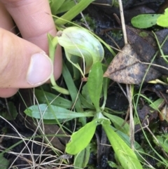 Pterostylis nutans (Nodding Greenhood) at Acton, ACT - 15 Aug 2021 by Ned_Johnston