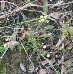 Acacia gunnii at Acton, ACT - 15 Aug 2021