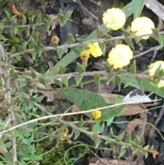 Acacia gunnii at Acton, ACT - 15 Aug 2021