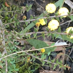 Acacia gunnii at Acton, ACT - 15 Aug 2021