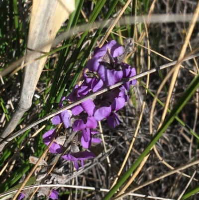 Hovea heterophylla (Common Hovea) at Acton, ACT - 15 Aug 2021 by Ned_Johnston