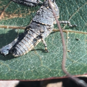 Cirphula pyrrhocnemis at Acton, ACT - 15 Aug 2021 11:32 AM