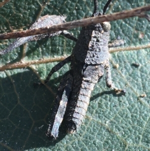 Cirphula pyrrhocnemis at Acton, ACT - 15 Aug 2021 11:32 AM