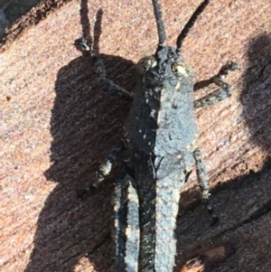 Cirphula pyrrhocnemis at Acton, ACT - 15 Aug 2021 11:32 AM