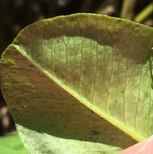 Trifolium repens at Acton, ACT - 15 Aug 2021