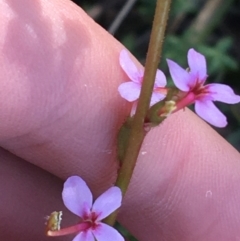 Stylidium graminifolium (grass triggerplant) at O'Connor, ACT - 15 Aug 2021 by NedJohnston