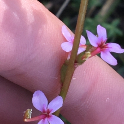 Stylidium graminifolium (grass triggerplant) at O'Connor, ACT - 15 Aug 2021 by NedJohnston
