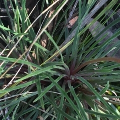 Stylidium graminifolium at O'Connor, ACT - 15 Aug 2021