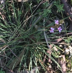 Stylidium graminifolium at O'Connor, ACT - 15 Aug 2021 11:42 AM