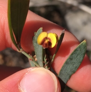 Daviesia mimosoides at O'Connor, ACT - 15 Aug 2021 11:50 AM