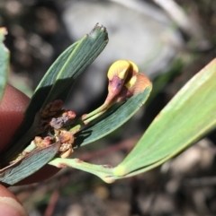 Daviesia mimosoides at O'Connor, ACT - 15 Aug 2021 11:50 AM