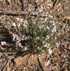 Leucopogon attenuatus (Small-leaved Beard Heath) at O'Connor, ACT - 15 Aug 2021 by Ned_Johnston